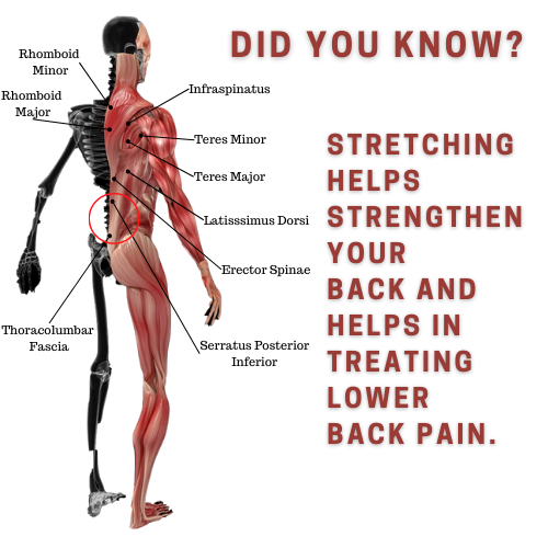 Stretching Program - Hyperbolic Stretching - Back Muscles