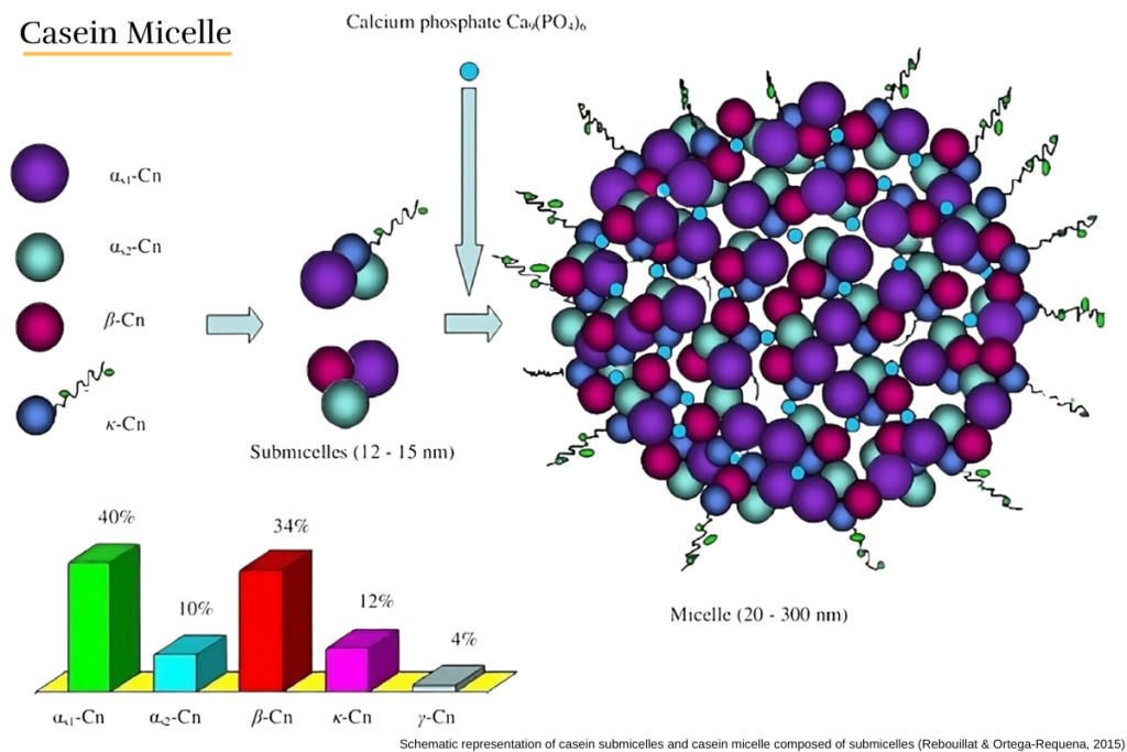 Casein Micelle