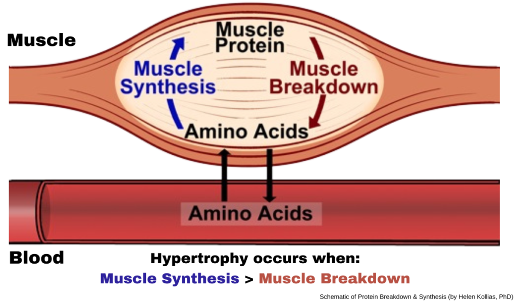 Muscle Hypertrophy