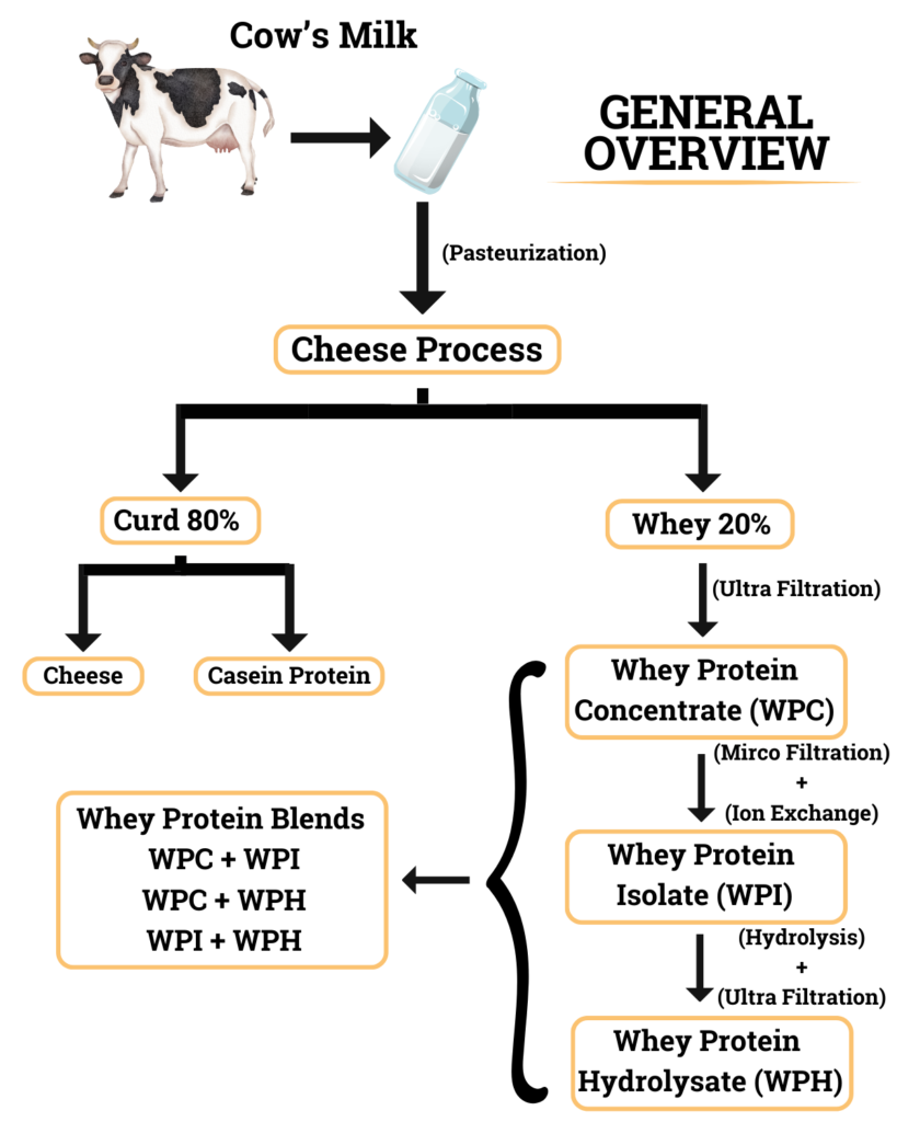 Protein Process